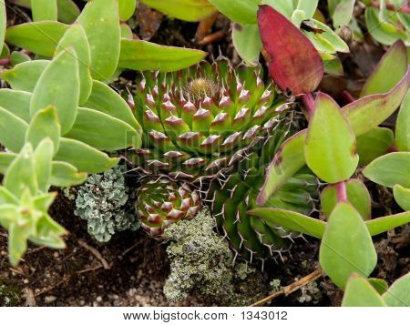 Blanding af eksotiske Mountain græs planter Moss Cactus høj-bjerg