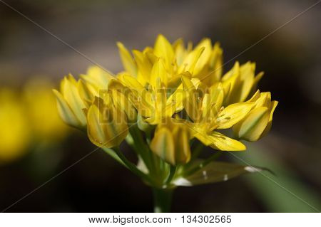 Macro photo of golden garlic or lily leek flowers (Allium moly).