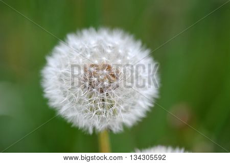Dandelion Flower On Blurred Background On The Spring