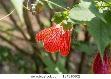 Abutilon striatum south and central America, garden.