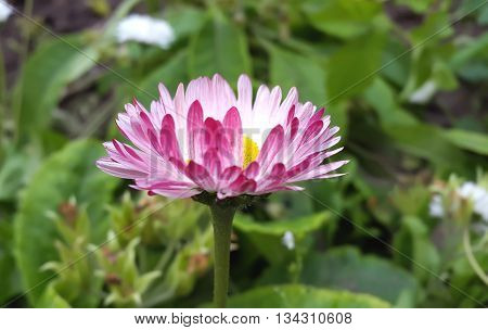 Sunny day. Beautiful pink flowers in the garden