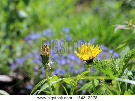 photo of a dandelion Taraxacum officinale flowers