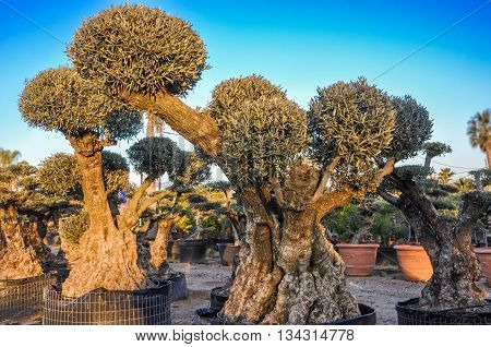 Decorative olive trees with globular crowns offered for sale. Spain. Horizontal.