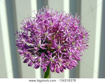 Onion flower bloom close up - macro photo