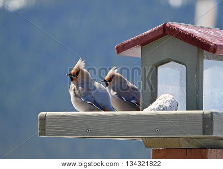 pair of bohemian waxwings resting on backyard feeder
