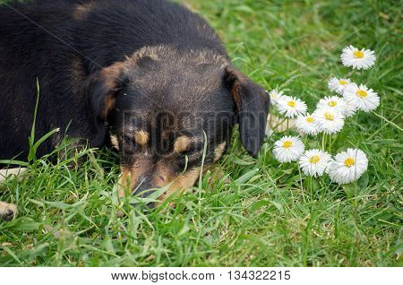 Dachshund Dog lie between white spring flowers