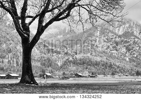 Tree In Snowy Meadows, April Weather. Cold And Damp