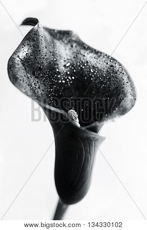 One Black Calla Flower