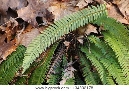 Hard-fern (blechnum Spicant) Plant Under Dry Foliage