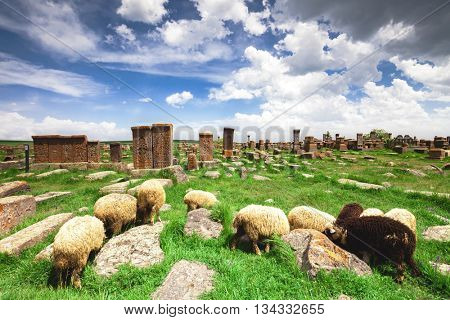 Sheep graze in Noratus Cemetery with Khachkars, Armenia