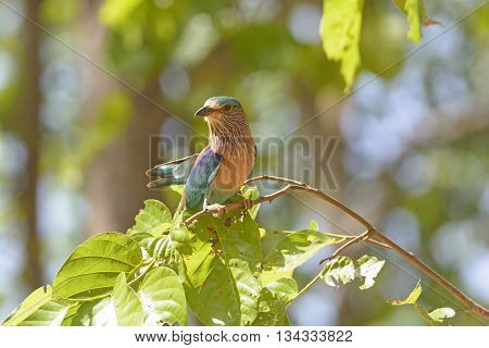 Indian Roller in a Tree om Kanha National Park in India