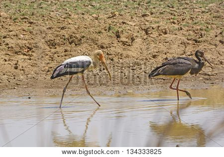 Painted Stork and a Black Stork on Patrol in a waterhole in Kanha National Park in India