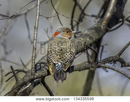 A beautiful Northern Flicker surveys its surroundings from a perch in a midwestern spring forest.