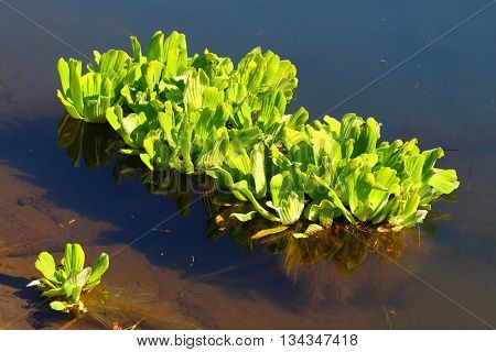 Water Lettuce or Water Rose Pistia stratiotes in tropical river, Reunion Island. This plant is considered a serious pest in many tropical destinations, was used as a substrate for biogas production. 