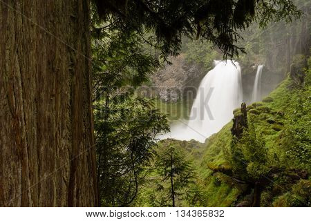 Sahalie Falls McKenzie River National Recreation Trail Nature Landscape
