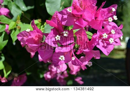 Fragrant pink bougainvillea (Bougainvillea spectabilis) flower with blurred background