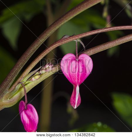 Pacific or Wild Bleeding Heart Dicentra Formosa flower on stem with bokeh background macro selective focus shallow DOF