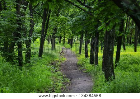 Summer colored landscape in green blossoming wood