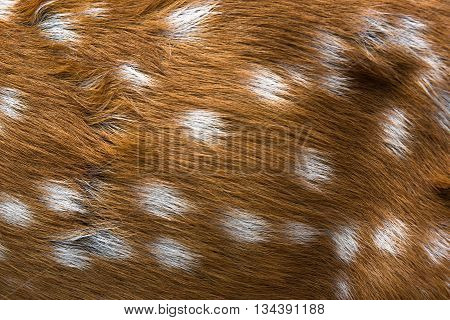 Brown of chital deer skin and fur closeup background