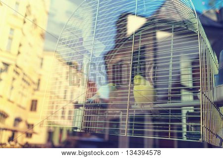 Two yellow canary in a cage of iron bars outside the window with a reflection of the old town of Riga Building on a sunny day