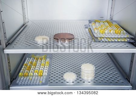 Petri dishes with a colored liquids autoclave for sterilising surgical and other instruments inside.