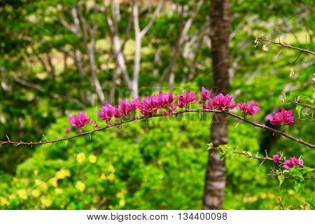BRANCHE OF FLOWERS PINK  IN CHAMAREL, MAURITIUS ISLAND ,