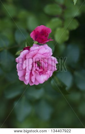 Beautiful pink rose flower. Pink rose in garden. Natural pink rose flower close up on green bush