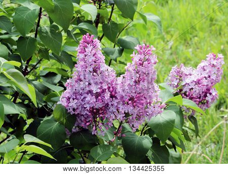 Spring flowering shrubs white and purple Syringa, Gatchina, Russia