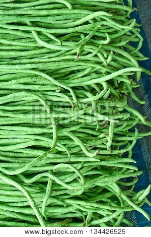 bulk of harvested mature yardlong bean in vertical orientation