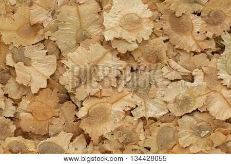 Organic dry Indian Elm (Holoptelea integrifolia) seeds. Macro close up background texture. Top view.