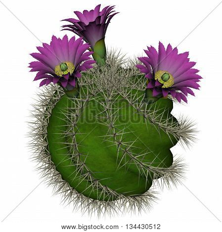 Spherical cactus with violet flowers isolated in white background - 3D render