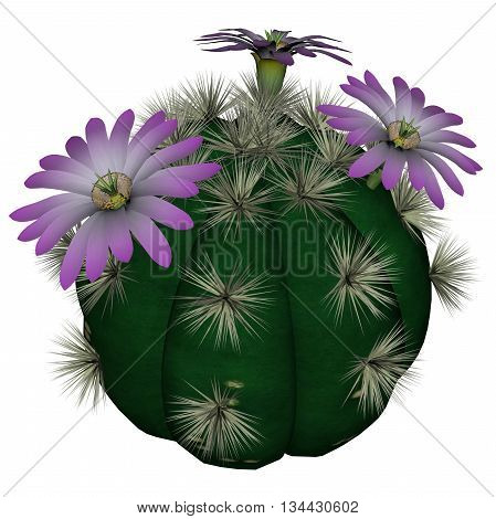 Spherical cactus with violet flowers isolated in white background - 3D render
