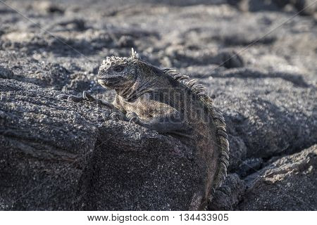 Galapagos iguana with its textured wrinkly skin perched on volcanic lava rocks