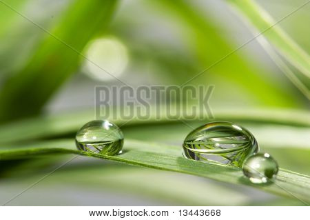 gouttes avec de l'herbe verte