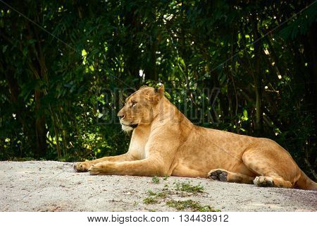 female lion lying on the rock in the zoo