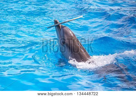 a cute dolphins during a speech at the dolphinarium Batumi Georgia.