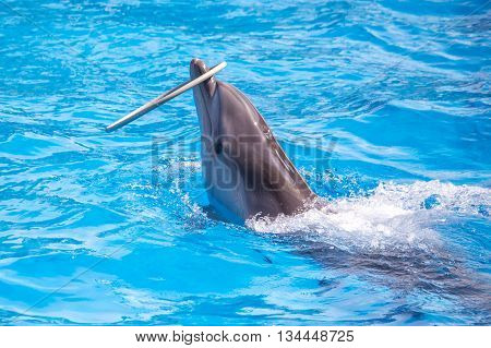 a cute dolphins during a speech at the dolphinarium Batumi Georgia.
