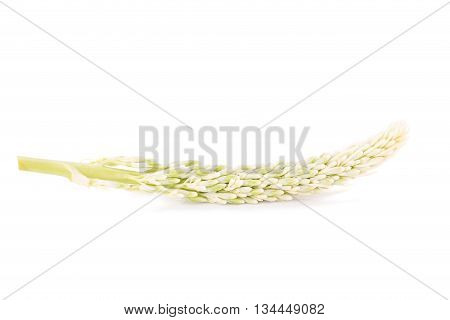 Galanga flower isolated on a white background.