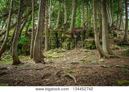 Cedar Forest In Northern Michigan. Ancient cedar trees stubbornly cling to a rock face in the forests of northern Michigan's Upper Peninsula.