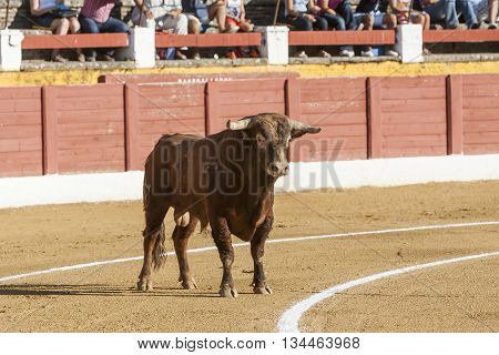 Andujar SPAIN - September 10 2011: Bull about 650 Kg in the sand Andujar Spain