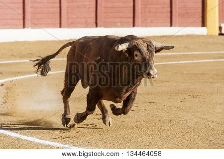 Andujar SPAIN - September 10 2011: Bull about 650 Kg in the sand Andujar Spain