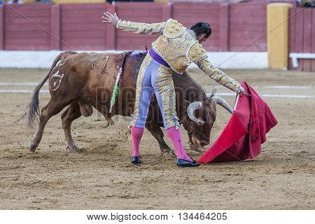 Andujar Spain - September 10 2011: The Spanish Bullfighter David Valiente bullfighting with the crutch in the Bullring of Andujar Spain