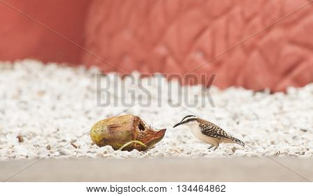 Rufous-naped wren investigates old coconut sitting on white rocks