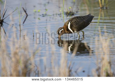 Painted snipe female walking in shallow water hunting for insects