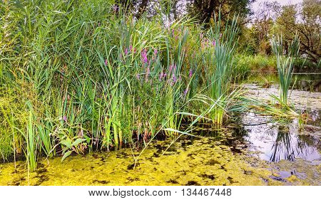 Natural pont in the summer season with duckweed reed plants and pink blossoming fireweed at the banks.
