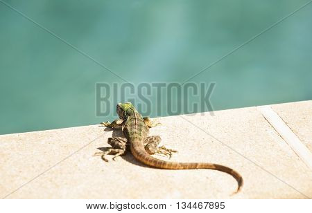 A young black spiny-tailed iguana suns himself at the edge of the swimming pool