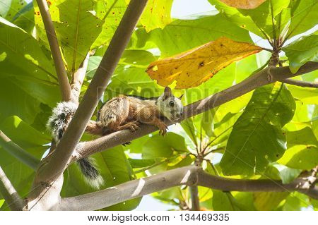 Variegated Tree Squirrel relaxes on a branch in an almond tree