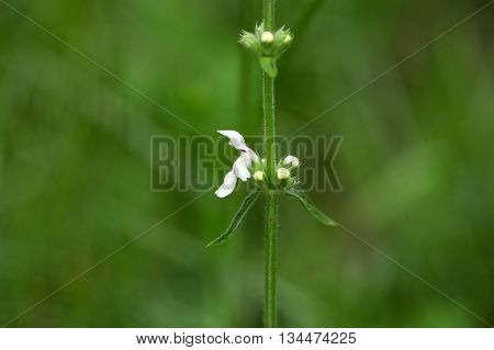 Macro photo of a stiff hedgenettle (Stachys recta) flower.
