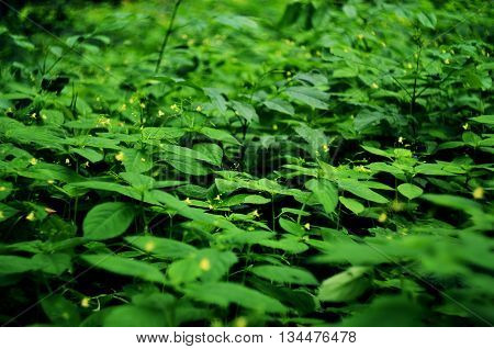 Summer colored landscape in green blossoming wood