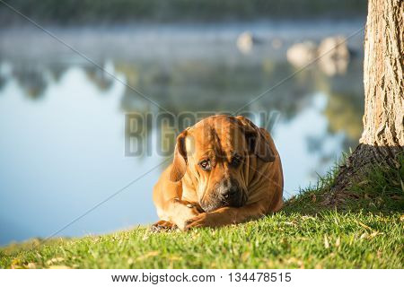 Boerboel Lying On Grass By River